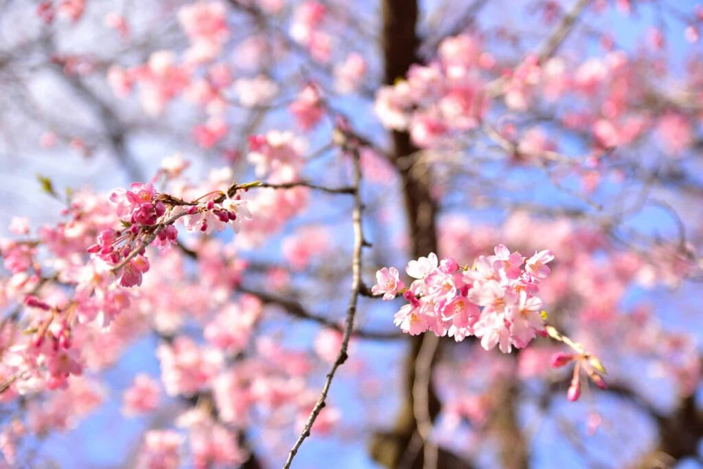 Japon